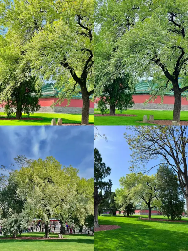 Spring in the Temple of Heaven Park begins with this tree!