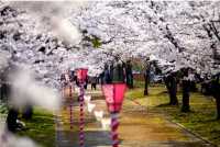 大阪城公園：欣賞數百株櫻花盛開的美景