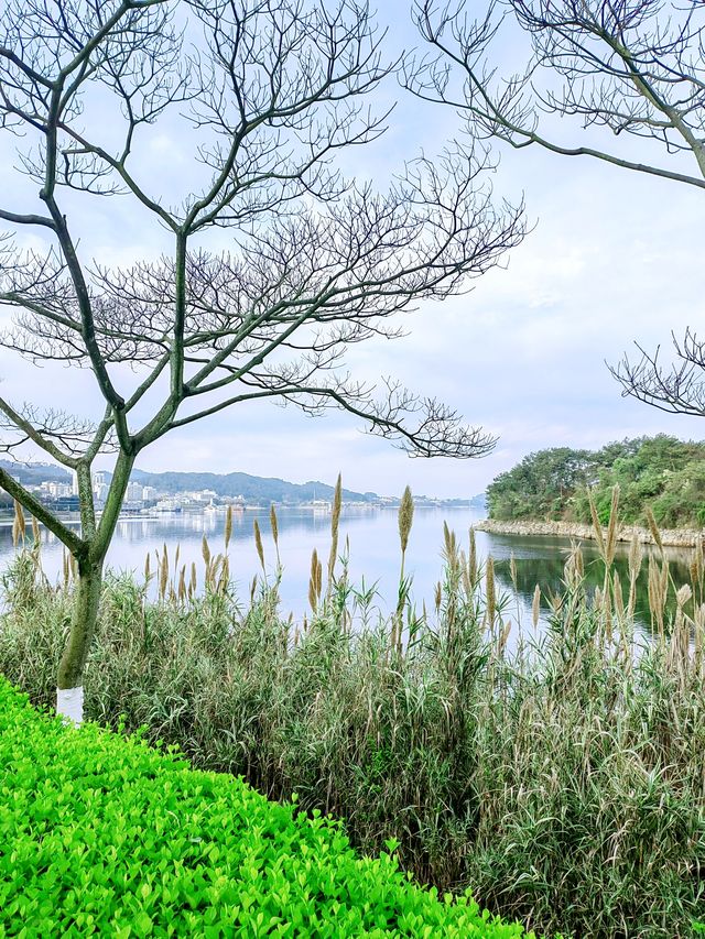 千島湖秀水廣場，春風中帶著花香