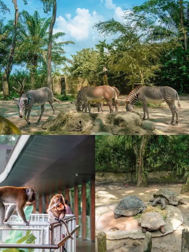 คู่มือสำหรับคนขี้เกียจสำหรับสวนสัตว์ป่า 4 แห่งของสิงคโปร์