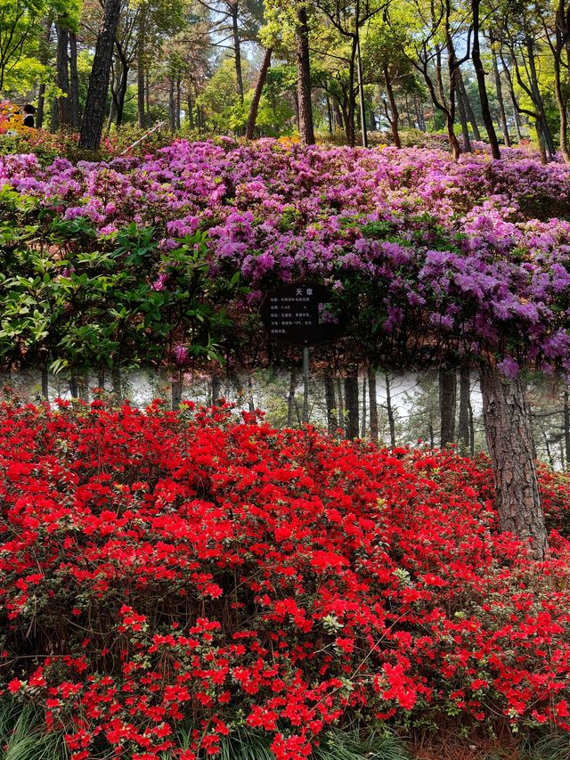 地鐵直達杭州被杜鵑花包圍的莫奈花園森林