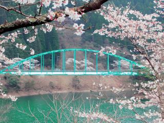 A Blooming Fairy Tale