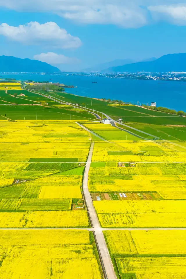 The vast rapeseed flowers in Hangzhou are super beautiful~