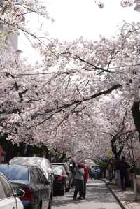 青島賞櫻花，千萬不要錯過這裡！！！