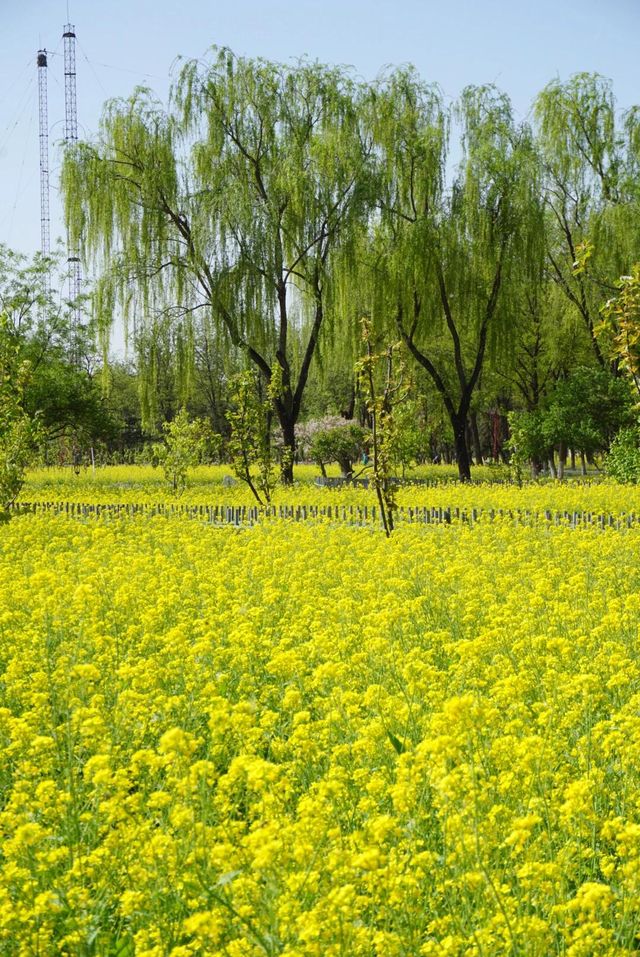 京城梨園‖大片的油菜花被美到了