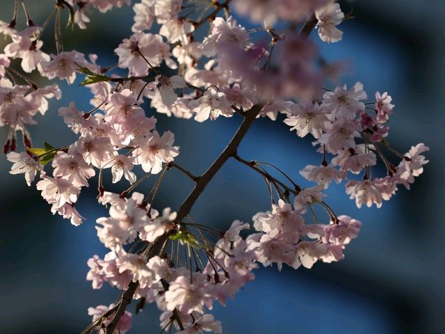 仙臺市西公園賞櫻