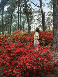 臨平公園五彩杜鵑花開，真的是太美啦吧