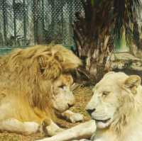 廣州動物園一日遊！🆓蓋章🕹️遊玩攻略