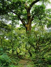 廣州邓山觀星小鎮的古榄園，一個連本地人都鮮為人知的綠意天地