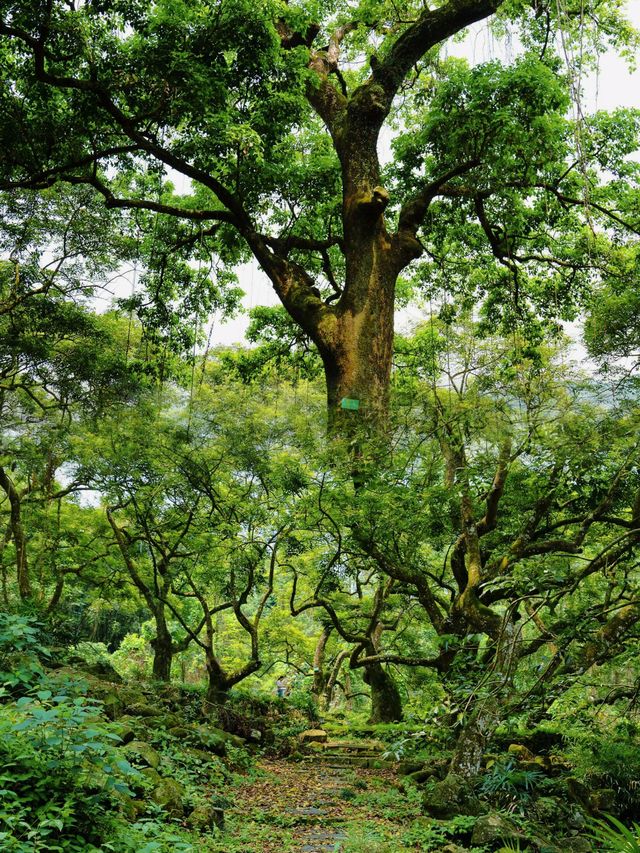 廣州邓山觀星小鎮的古榄園，一個連本地人都鮮為人知的綠意天地