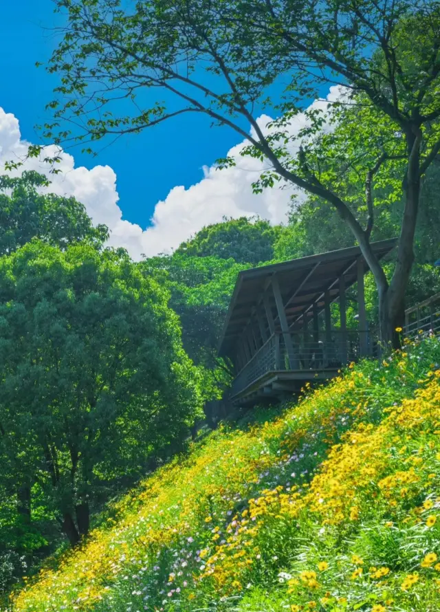 在杭州寶藏公園，遇見漫畫般的初夏