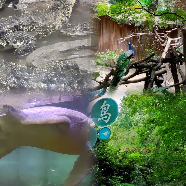 上海野生動物園超實用攻略