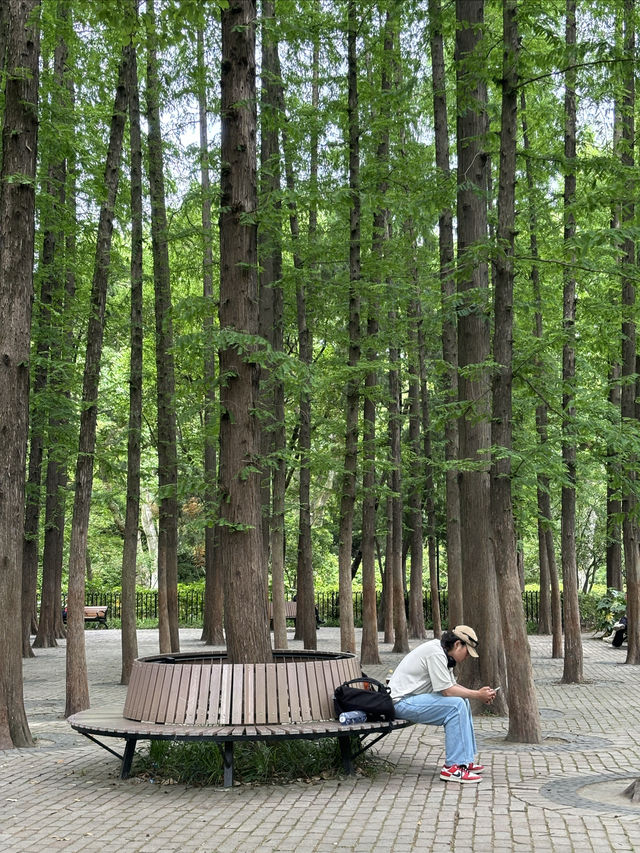 漫遊上海：中山公園，百年公園新變化