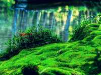 Japanese Myst and Moss