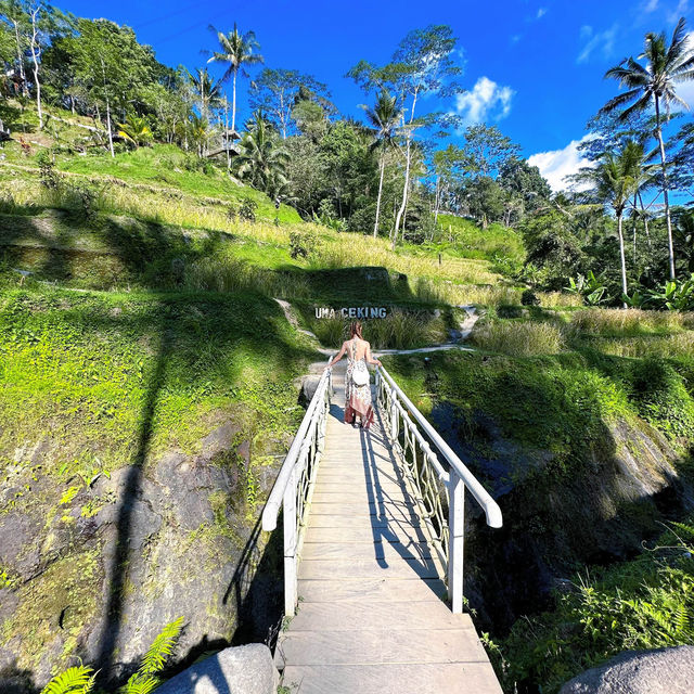  Bali Swing to Rice Trails 🌾 