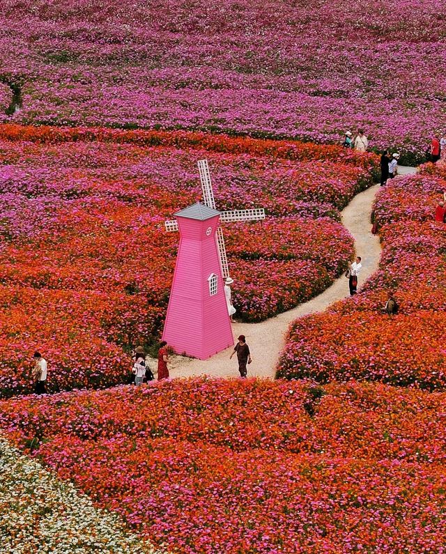最美的銅鑑湖花海