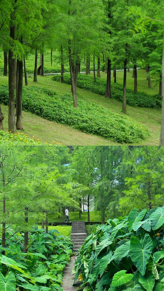 廣州這個綠光森林公園你一定要來啊