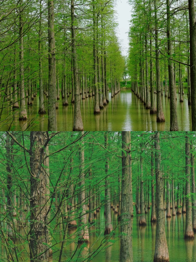泗洪｜洪澤湖濕地