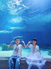 漢海海洋公園又添新耍事，快來和羊咩咩度假