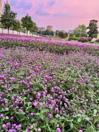 在佛山市區我找到了隱藏起來的花海公園