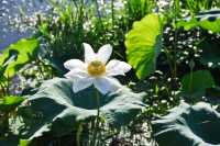 蓮花縣菏花博覽園