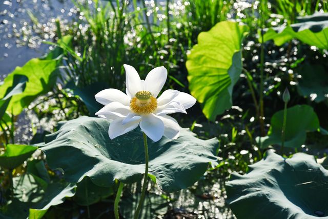 蓮花縣菏花博覽園