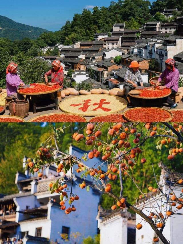 晒秋進行時來婺源篁嶺、住進崖上古村