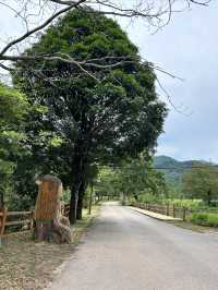 十萬大山森林公園