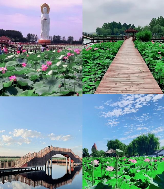 白洋淀。