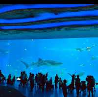 Aquarium in Zhuhai China