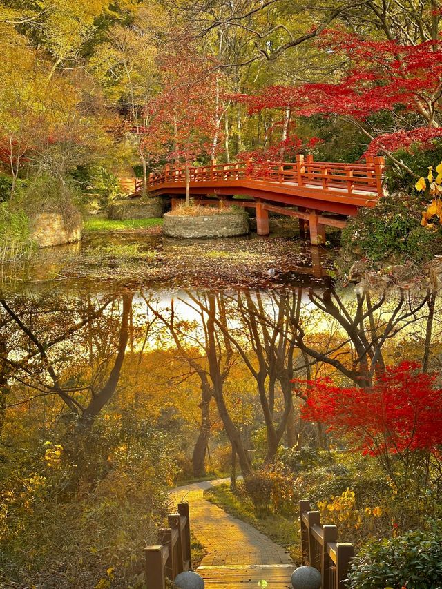 如果錯過了明孝陵的秋天,那該有多遺憾呀。