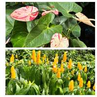 芝加哥的寶藏：林肯動植物園。