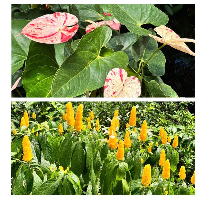 芝加哥的寶藏：林肯動植物園。