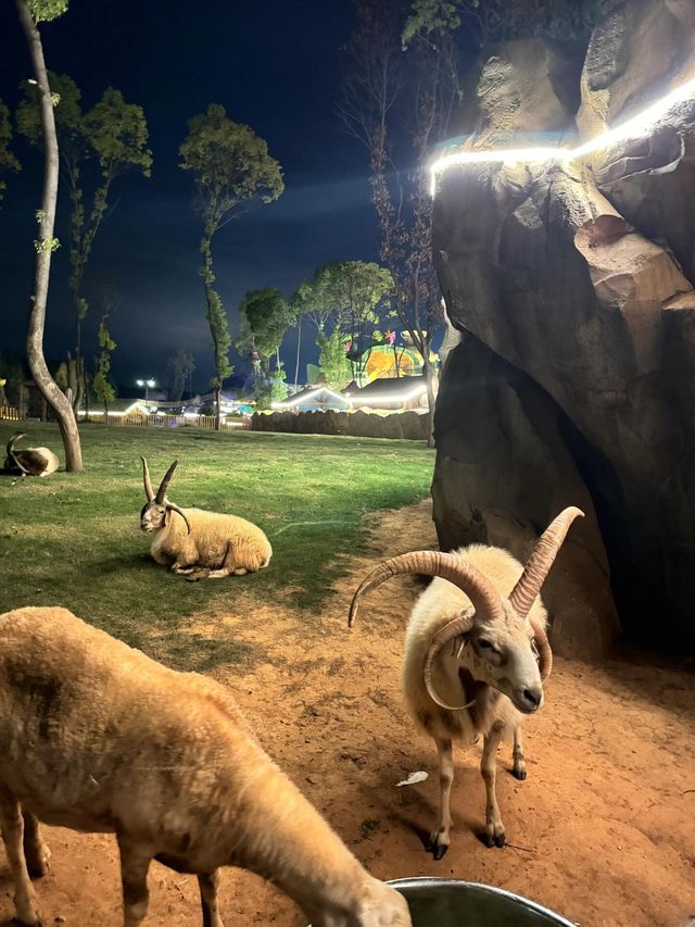 長隆分隆江西 | 唯美動物世界親子遊樂聖地。
