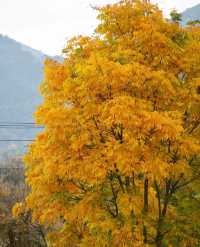 【賞秋進行時】南黃古道，登高賞秋。