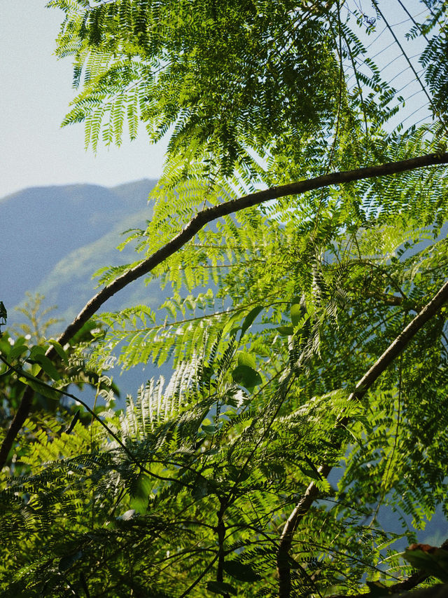 信宜｜廣東人自己的阿勒泰—小眾徒步地雞籠頂！。