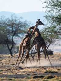 Exploring Serengeti National Park: A Wildlife Wonderland