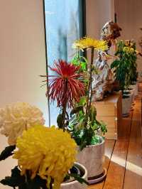 速看！中山公園菊花展遊玩攻略。