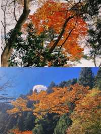 東京賞楓圖鑑：御岳山。