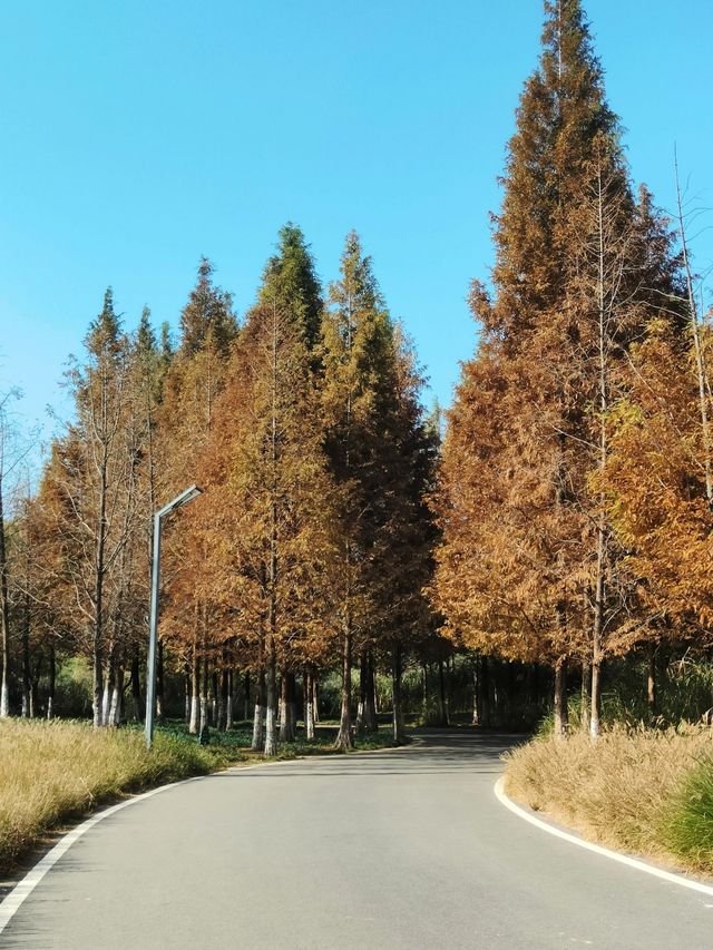 湖北襄陽月亮灣公園｜晚秋賞紅杉的高光時刻。