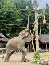 西雙版納｜熱帶雨林看亞洲野象🐘