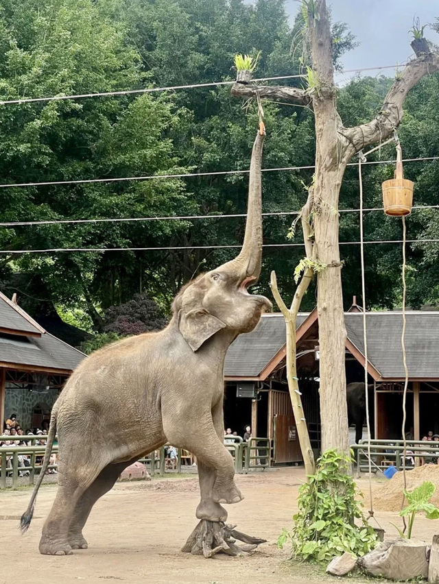西雙版納｜熱帶雨林看亞洲野象🐘