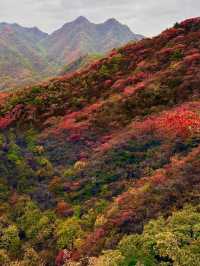 我被震撼了，滿山紅葉看得眼花繚亂。