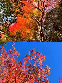 東京奧多摩紅葉‖湖畔賞秋旅遊打卡避坑攻略。