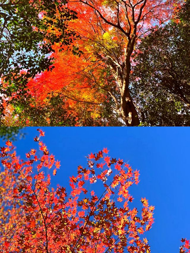 東京奧多摩紅葉‖湖畔賞秋旅遊打卡避坑攻略。