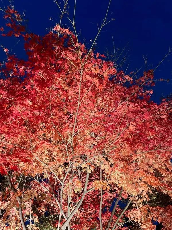 The Scenic Beauty of Nagoya Higashiyama Botanical Garden