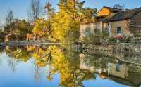 腳踏黃金地，走遍銀杏村。