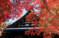 日本長野長圓寺 血紅的楓美極了。