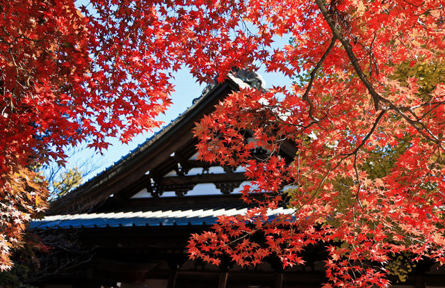 日本長野長圓寺 血紅的楓美極了。