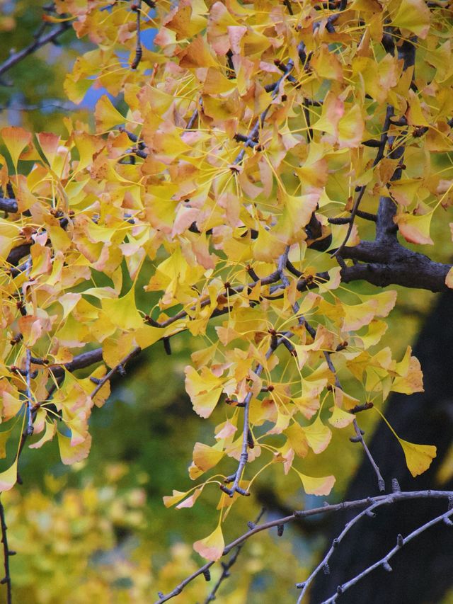 雲頂山寺賞銀杏攻略，周末出遊好去處。